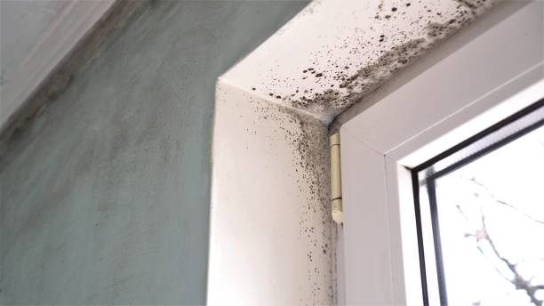 Best Commercial Mold Removal  in Eatonton, GA