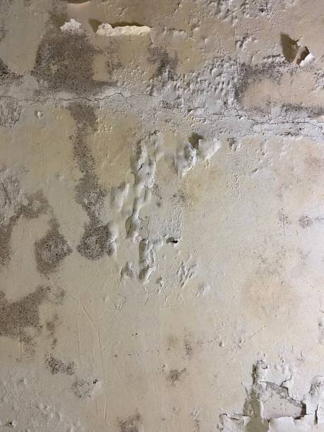 Best Attic Mold Removal  in Eatonton, GA