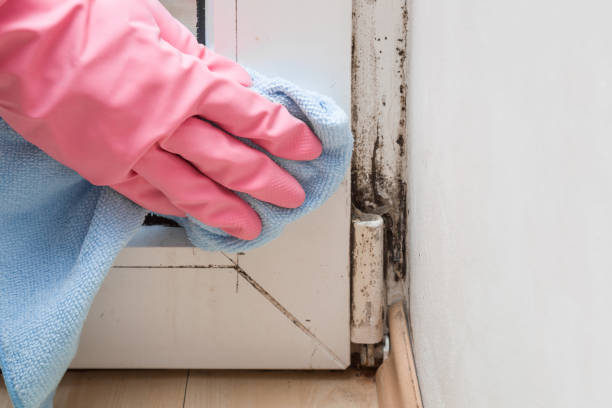Certified Mold Removal in Eatonton, GA