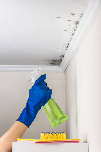 Best Mold Damage Repair  in Eatonton, GA